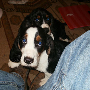 Meet your Posher, Joann